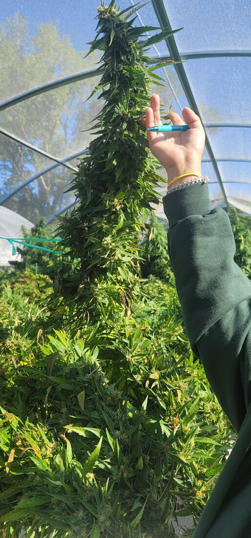 Tall Cannabis Plant in Hoop House
