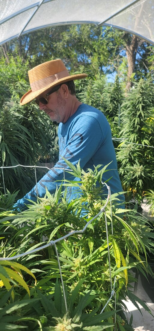 Harvesting Cannabis