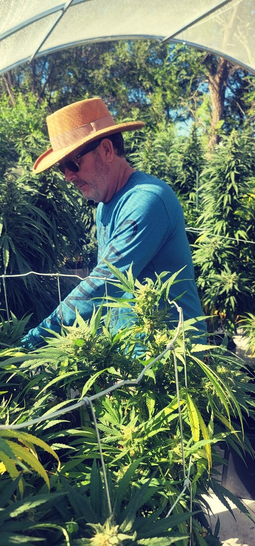 Harvesting Cannabis at Minerva